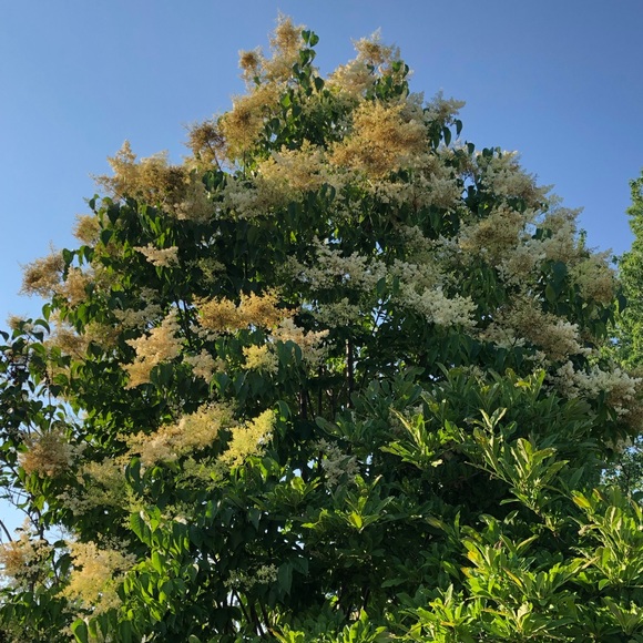 Meet your Posher, Immegryde - Picture 1 of 1